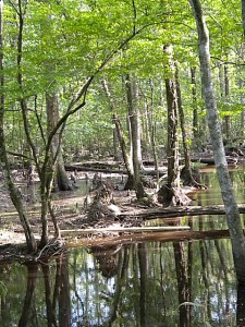 picture of trees from the Dismal Swamp